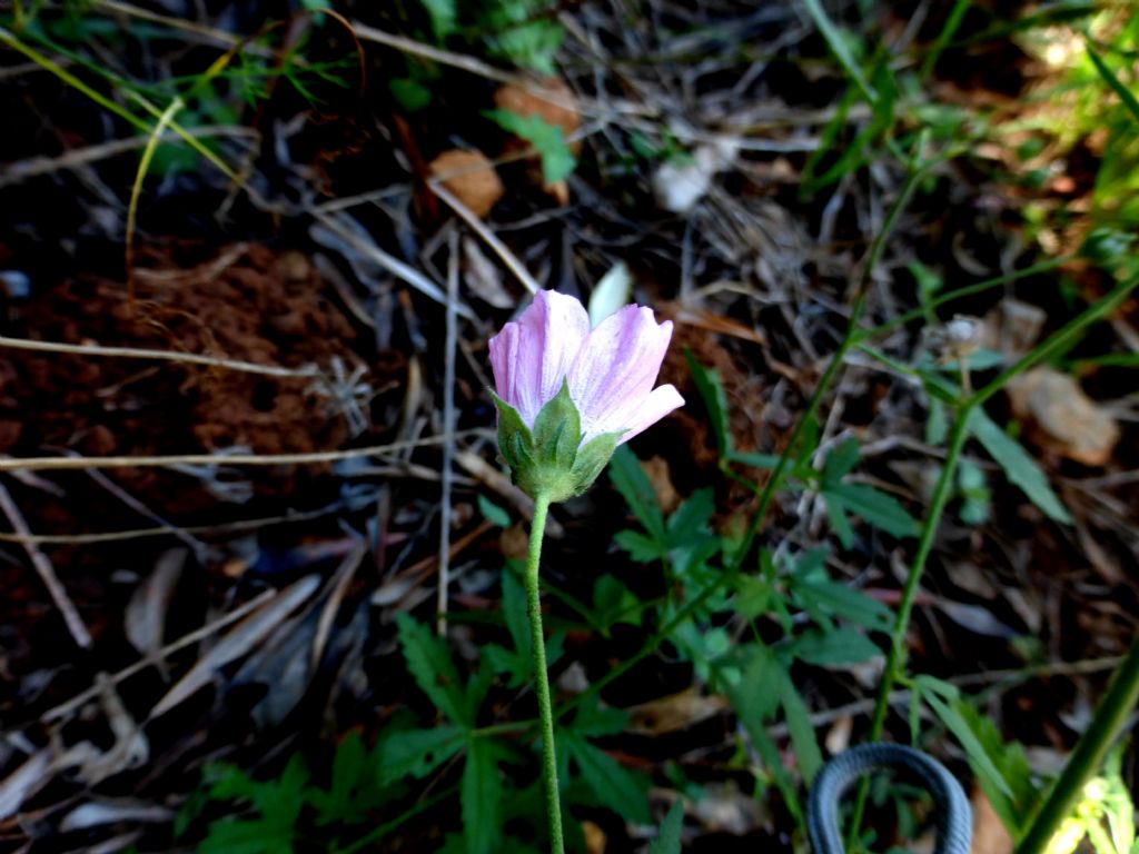 Althaea cannabina